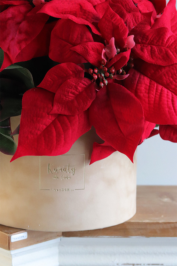 Gwiazda Betlejemska Beige, flowerbox zimowy, beżowy welur,