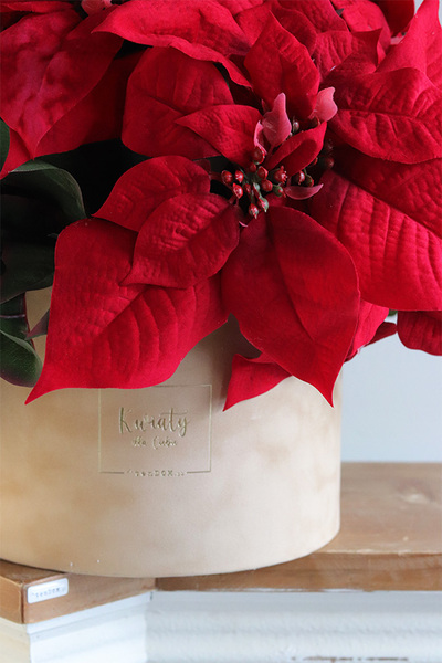 Gwiazda Betlejemska Beige, flowerbox zimowy, beżowy welur,