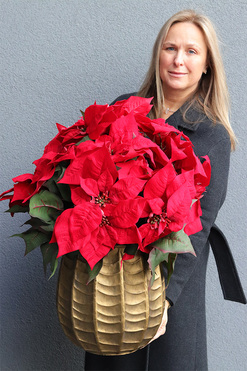 Gwiazda Betlejemska Gold Villa, sztuczna roślina w donicy, wys.60cm 