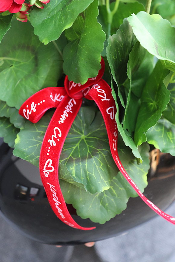 Pelargonia Manferdo, pelargonie w naczyniu