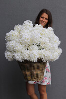 bogaty kosz z hortensjami, Giganti White Provance
