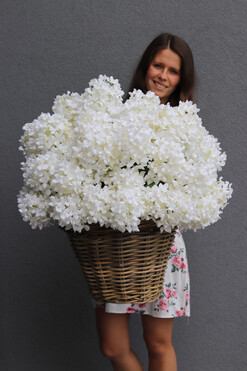 bogaty kosz z hortensjami, Giganti White Provance, wys.58cm