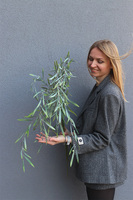 Naturalność, bukiet gałązek wierzby do wazonu