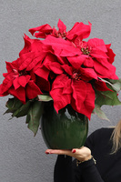 Gwiazda Betlejemska Green Pot 2, wysokiej jakości sztuczna roślina