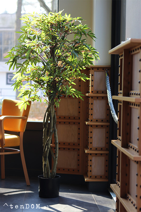 Klon Japoński, sztuczna roślina w doniczce