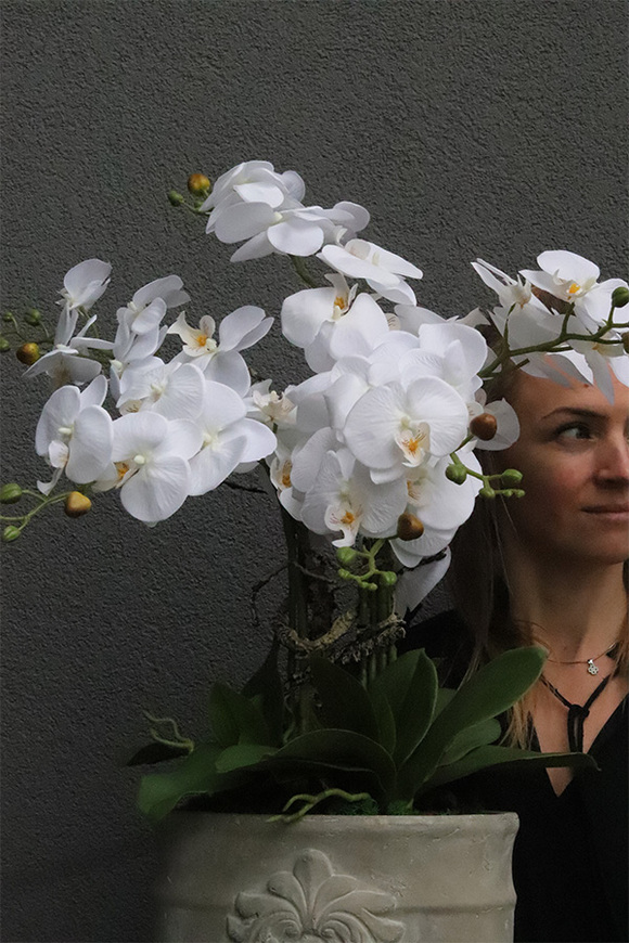 Belledia, storczyk w betonowej donicy