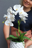 Il Classico, śnieżnobiały sztuczny storczyk