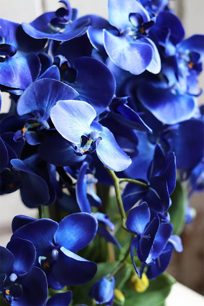 Manfredo Noir, chabrowy storczyk w czarnej donicy, wys.58cm 