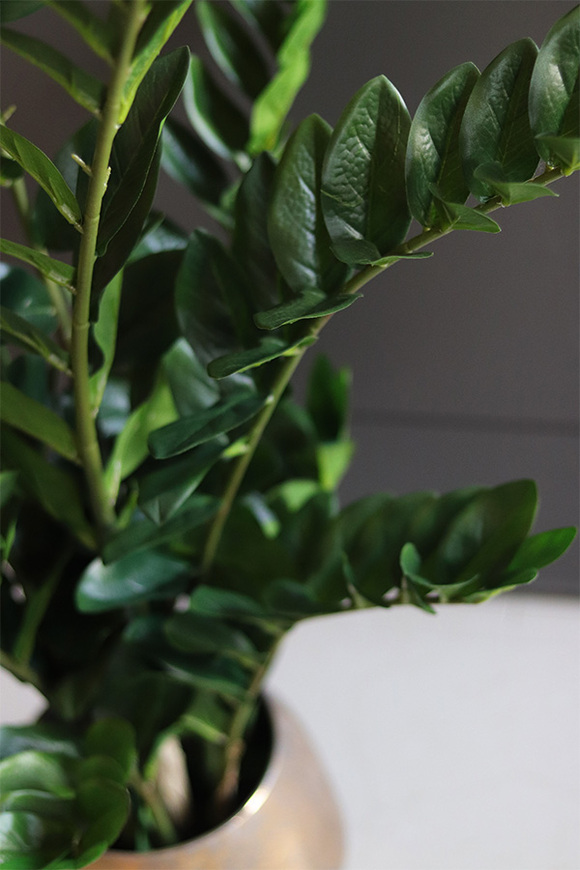 Zamiokulkas Simple Gold, kwiat doniczkowy w osłonce