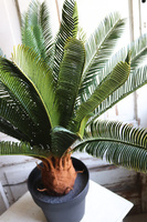 Cykas, sztuczna roślina w osłonce z tworzywa sztucznego, wys.100cm 