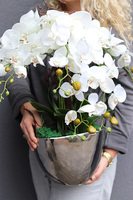 sztuczny storczyk Cinderella Silverraw srebrnej donicy