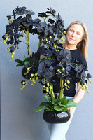 Black Orchid Piano, czarny storczyk