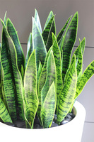 Sansewieria Della, roślina sztuczna w donicy