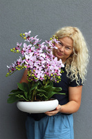 Różowa Chmurka, sztuczny o różowych kwiatostanach, wys.54cm