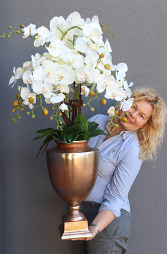 Champagne Exclusive Villa, storczyk w pucharze, wys.101cm 