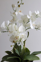 Modern Meadow, stylowy storczyk w doniczce ze wzorem=