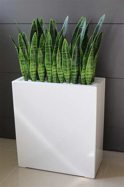 Sansewieria Fiberglass Marco 3, roślina sztuczna w donicy