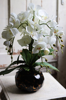 Abigail 2, storczyk w złoto-czarnej donicy, wys.50cm 