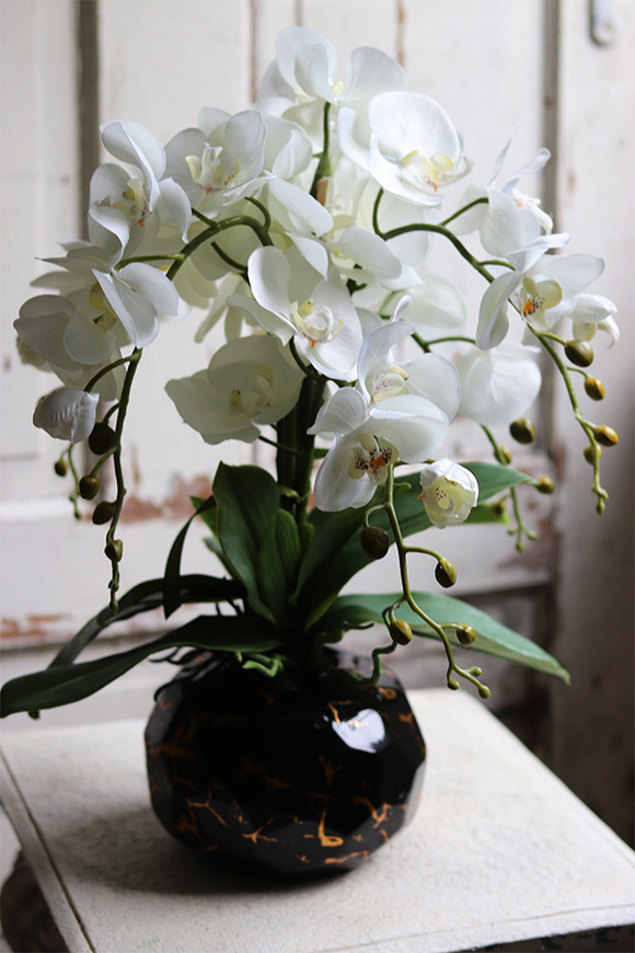 Abigail 2, storczyk w złoto-czarnej donicy, wys.50cm 