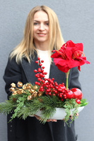 Amarylis Winter Laos, świąteczna kompozycja z czerwonymi kwiatami