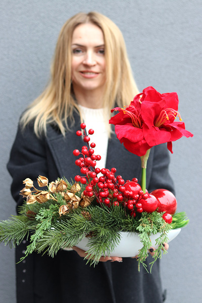 Amarylis Winter Laos, świąteczna kompozycja z czerwonymi kwiatami