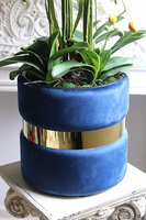 Blue Cavallo, bogaty storczyk w welurowej osłonce