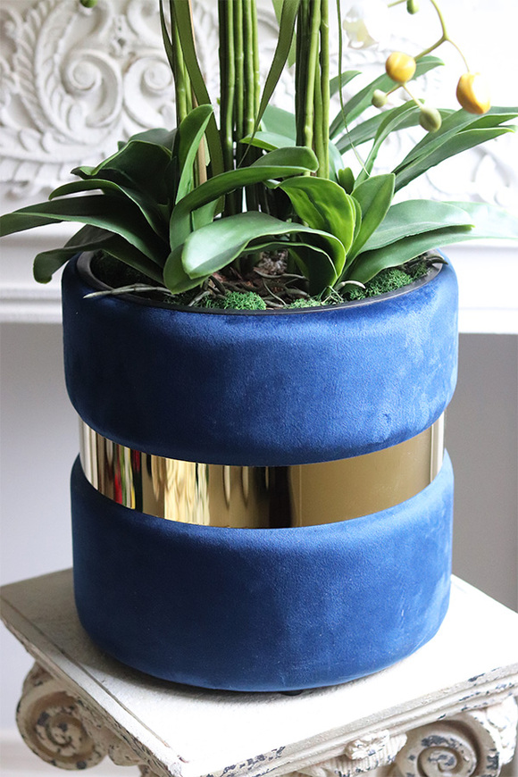 Blue Cavallo, bogaty storczyk w welurowej osłonce