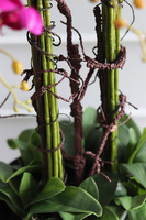 bardzo duży storczyk fiberglass, Grande Belezza Fuksja, wys.95cm 