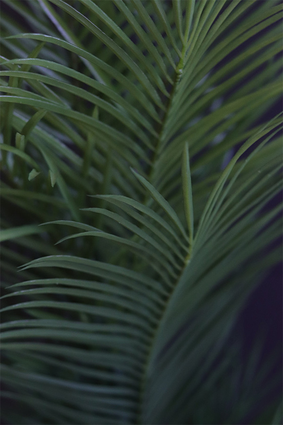 Haiti Volcan, sztuczna palma w czarnej donicy