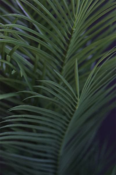 Haiti Volcan, sztuczna palma w czarnej donicy