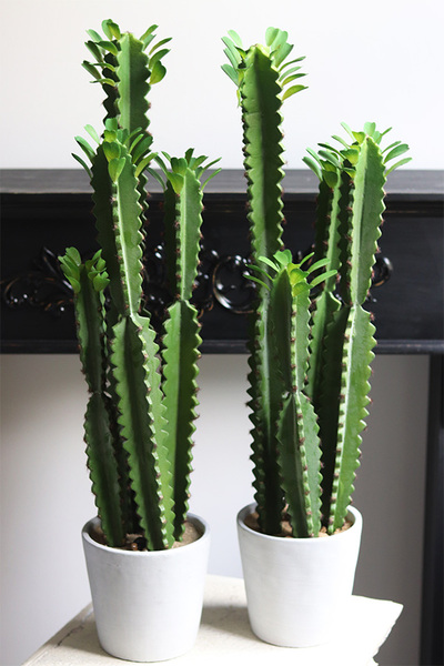 Kaktus Spain, sztuczna roślina