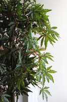 Klon Japoński, sztuczna roślina w doniczce