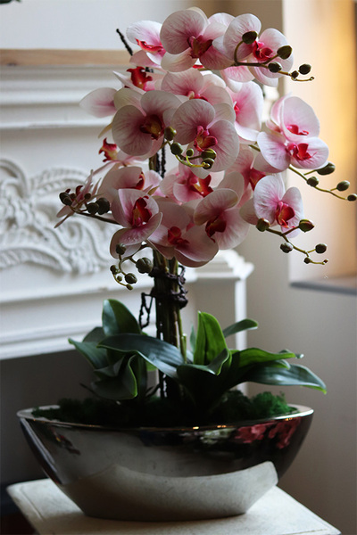 Laos Lediana, różowy gumowy storczyk