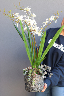 Begra, sztuczny storczyk z sukulentami, wys.73cm