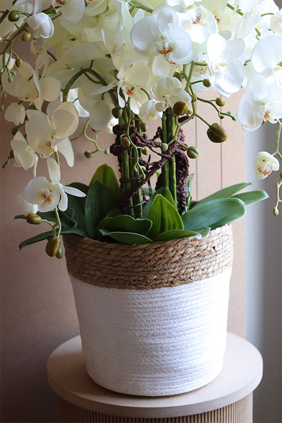 Basketto Orhid, efektowny storczyk w koszu z trawy