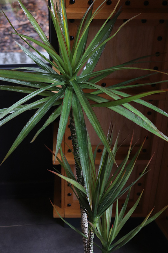 Dracena Volcan, sztuczna roślina w doniczce