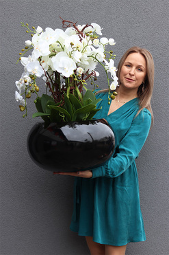 Grande Belezza 3, bardzo duży storczyk, wys.77cm