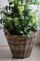 New Green Bahama, drzewko sztuczne kolumnowe w donicy