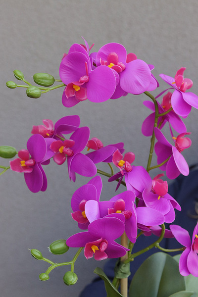 Pinkobella Fuksja 2, gumowy storczyk w lustrzanej donicy