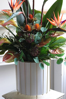 Strelicja Bahama, strelicja w donicy na stojaku