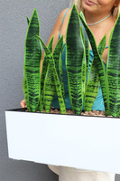 Sansewieria Mediolan White, roślina sztuczna w donicy