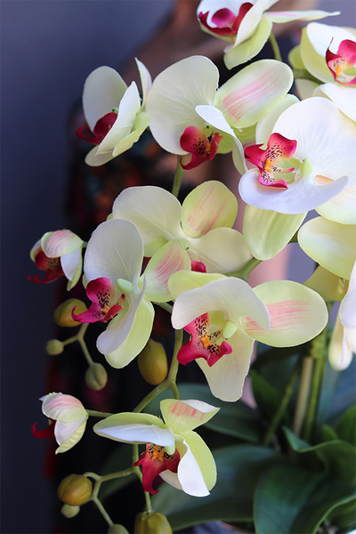 Amanista Ramona, limonkowy storczyk w lustrzanej donicy, wys.50cm 