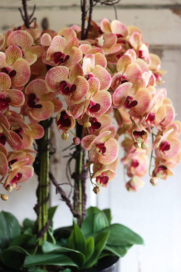 Castellamare Grande Fiberglass, gumowy storczyk w czarnej donicy fiberglass, wys.120cm