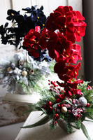 dekoracja świąteczna ze storczykiem, Velurro Red, wys.64cm