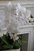 Benicio 2, biały storczyk