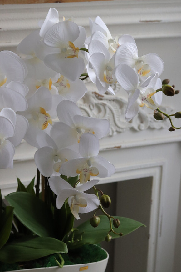 Benicio 2, biały storczyk