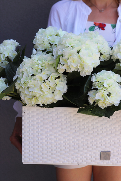 Hortensje Biel, sztuczne kwiaty na balkon i parapet