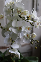 Big Laos Dark Grey, elegancki storczyk w szarej donicy, wys.64cm