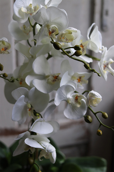 Big Laos Dark Grey, elegancki storczyk w szarej donicy, wys.64cm