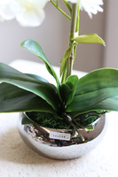 Mini Piano, sztuczny storczyk w lustrzanej donicy